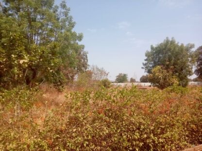 Oasis du Sahel Burkina Faso